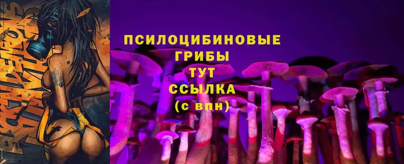 сколько стоит  мега вход  Галлюциногенные грибы Psilocybe  Будённовск 